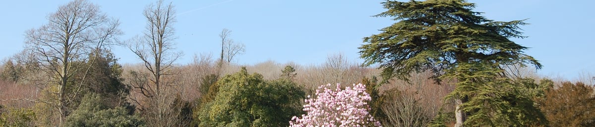 Magnolia sprengeri at West Dean Gardens West Sussex