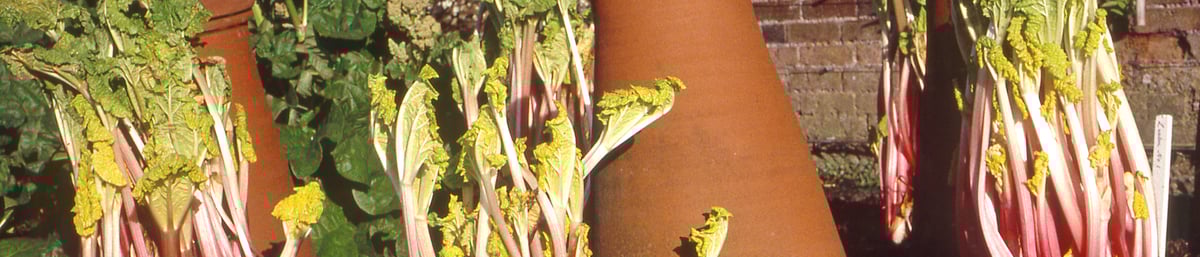 Rhubarb (Rheum x hybridum) grown at West Dean Gardens