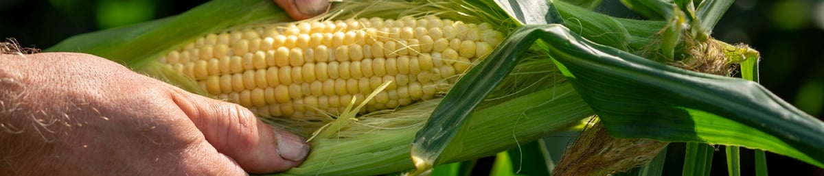 Max Crisfield sweetcorn