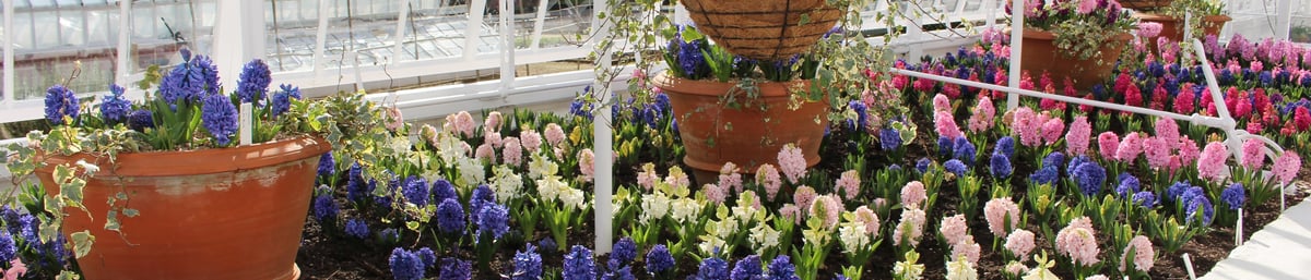 Hyacinths in glasshouse at West Dean Gardens