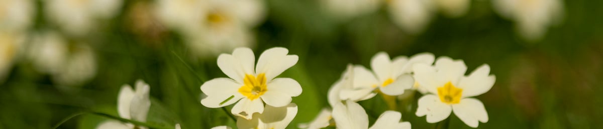 Yellow Primroses at West Dean Gardens