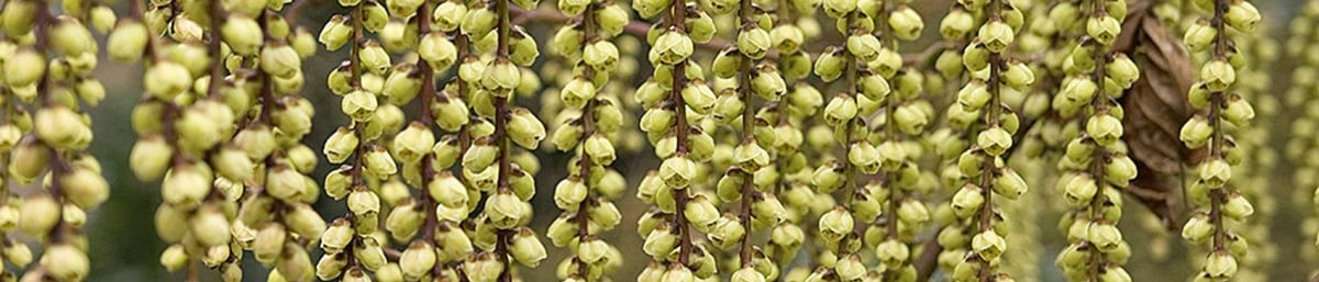 Stachyurus Praecox. Photo credit: Trevor Sims