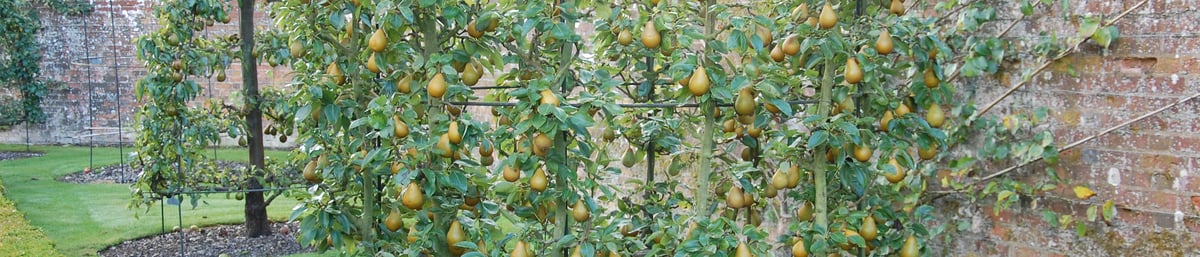 Goblet of pears at West Dean Gardens