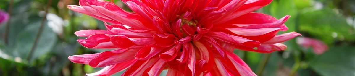 Summer Flowers at West Dean Gardens West Sussex