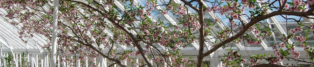 Spring Blossom at West Dean Gardens