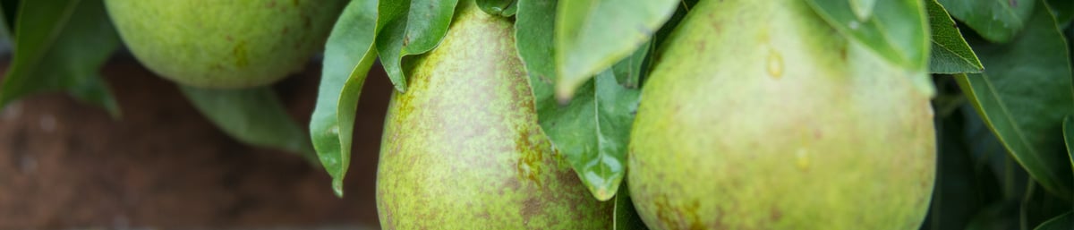 Ripe pears at West Dean Gardens