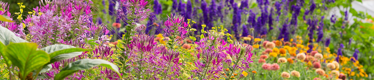 West Dean Gardens cutting garden - Image credit MJ Dearman
