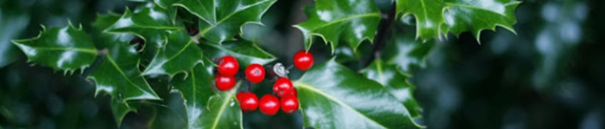 Holly berries at West Dean Gardens