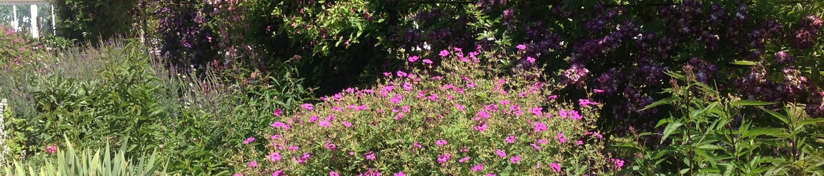 Roses in June at West Dean Gardens