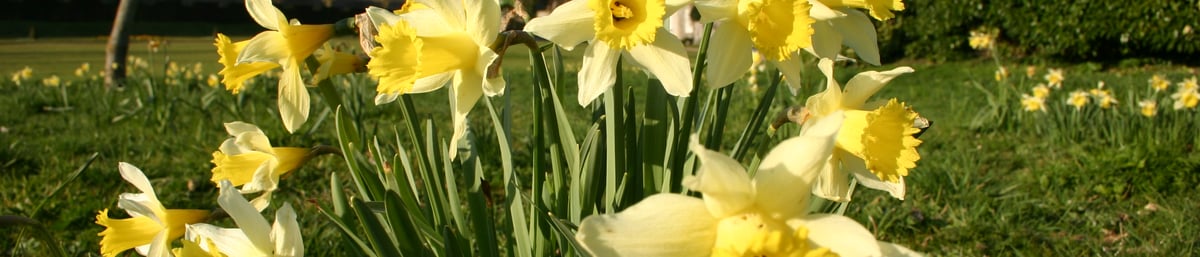 Daffodils at West Dean Gardens West Sussex
