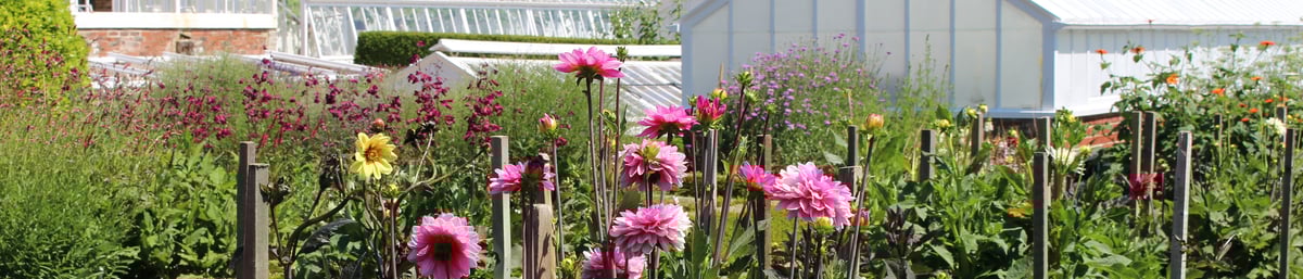 Dahlias in front of the glasshouses at West Dean