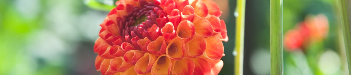 Dahlias at West Dean Gardens