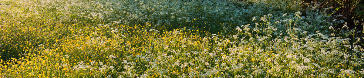 Wildflowers at West Dean Gardens, West Sussex