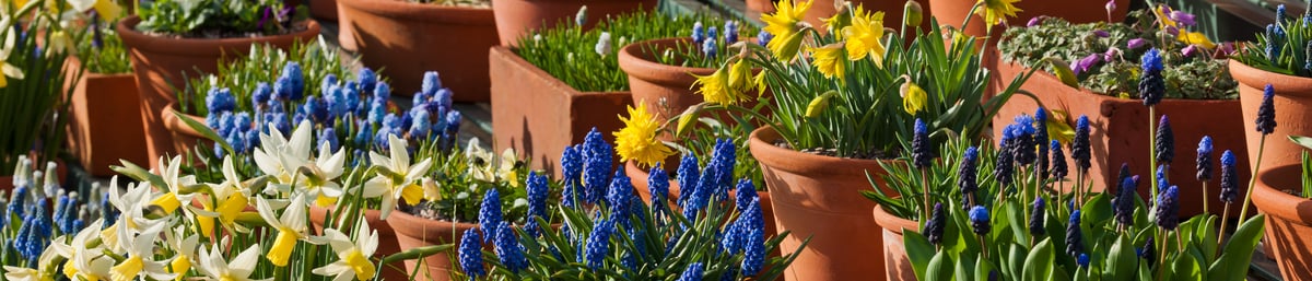 Spring Bulbs, West Dean Gardens