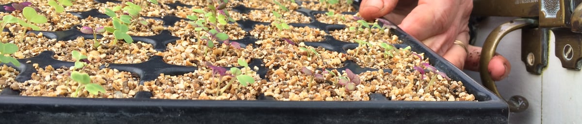 Foster Pearson door handles at West Dean Gardens