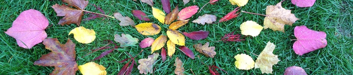 Leaf Mandala 8, by Dan Lobb