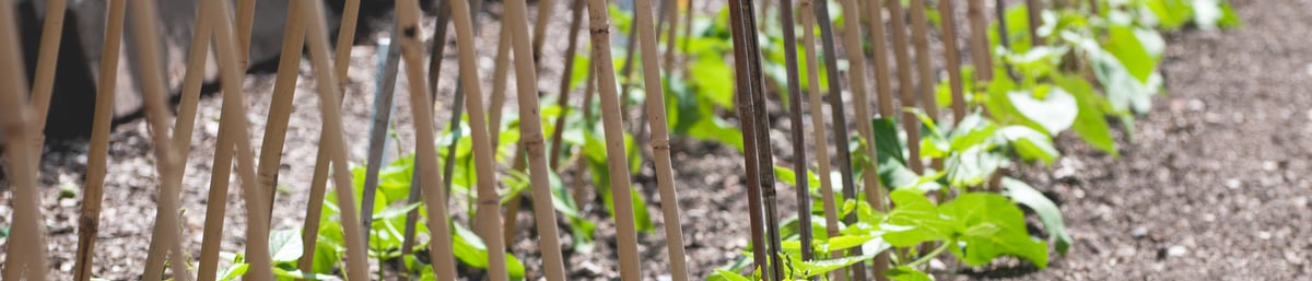 Kitchen Garden at West Dean Gardens West Sussex