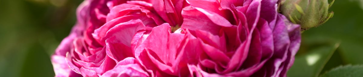 Pink Rose in June at West Dean Gardens