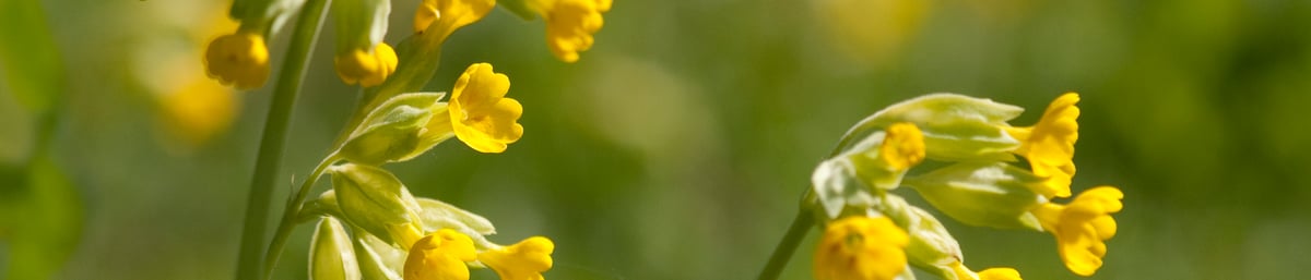 Cowslips in May at West Dean Gardens
