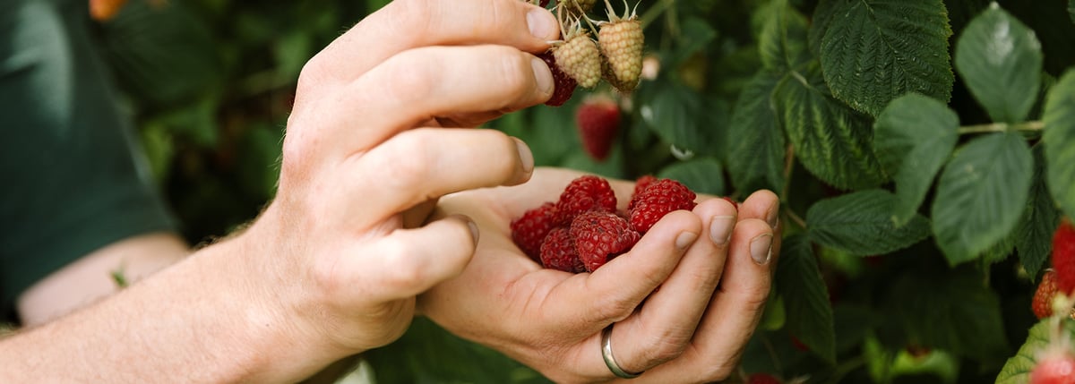 Estate Grown Raspberries used in Gardens Kitchen Restaurant