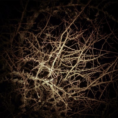 Creatures_of_the_Night_Tabitha_Andrews