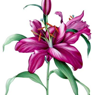 Sandrine Maugy: Lilly 