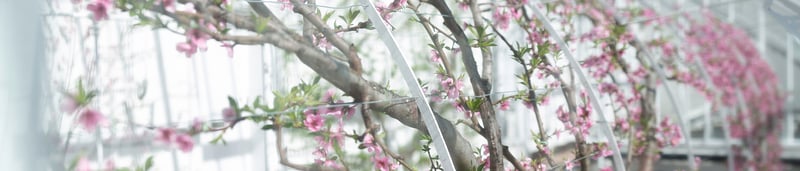 Spring West Andre Short Courses for Spring | West Dean