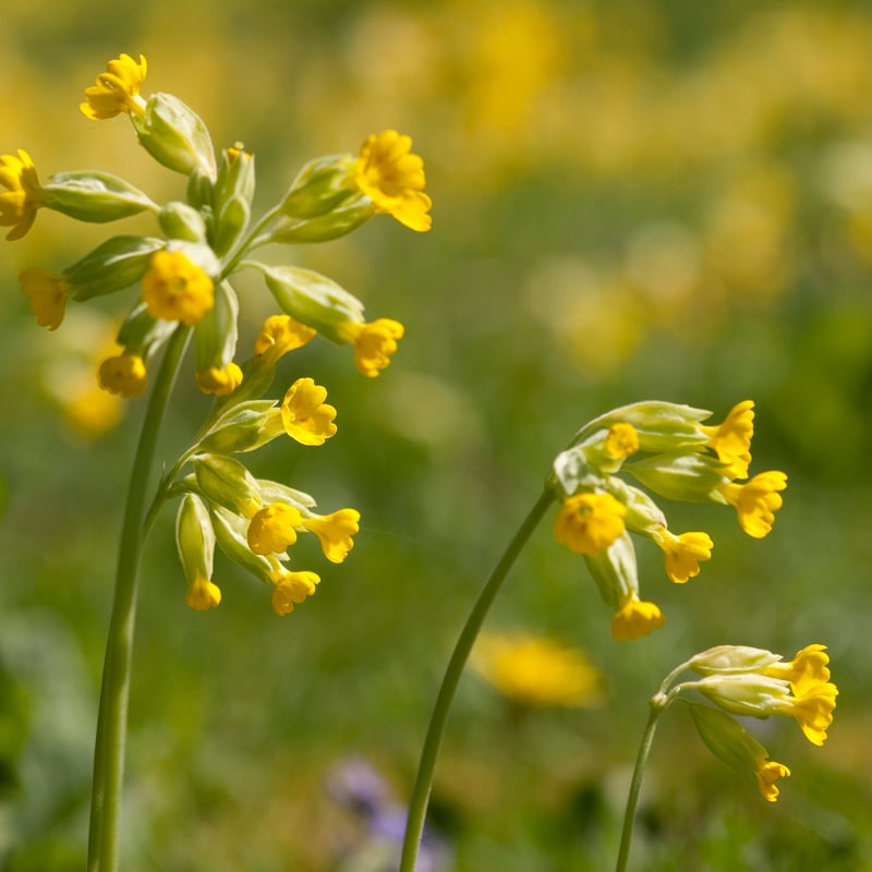 Cowslips at West Dean Gardens, West Sussex