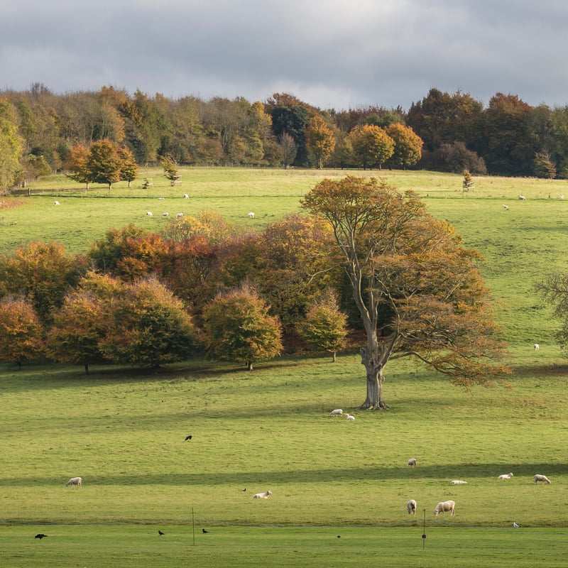 Hills and trees in the Arboretum at West Dean Gardens in Sussex