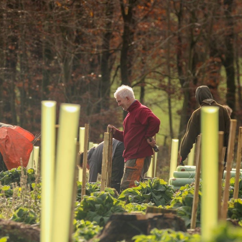 planting on west dean estate