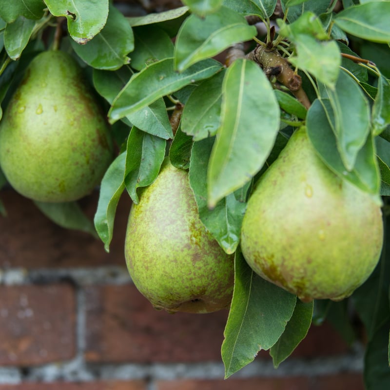 Ripe pears at West Dean Gardens