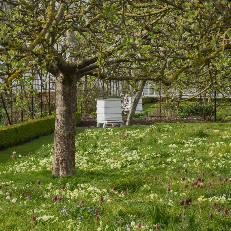 Fritillaries in the Walled Garden at West Dean, West Sussex