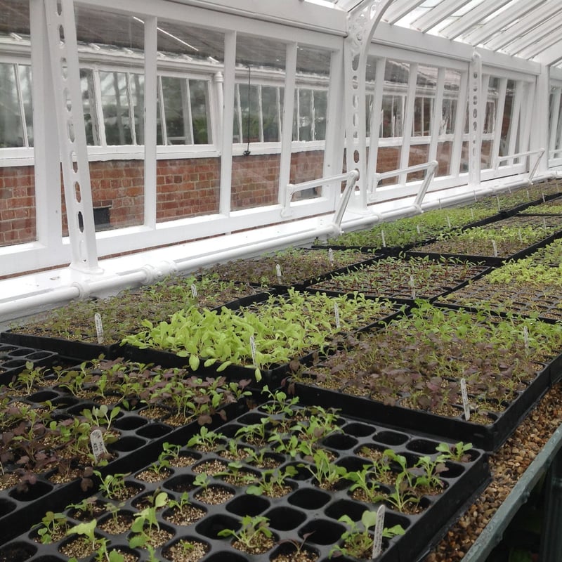 Glasshouse of salad leaves at West Dean Gardens