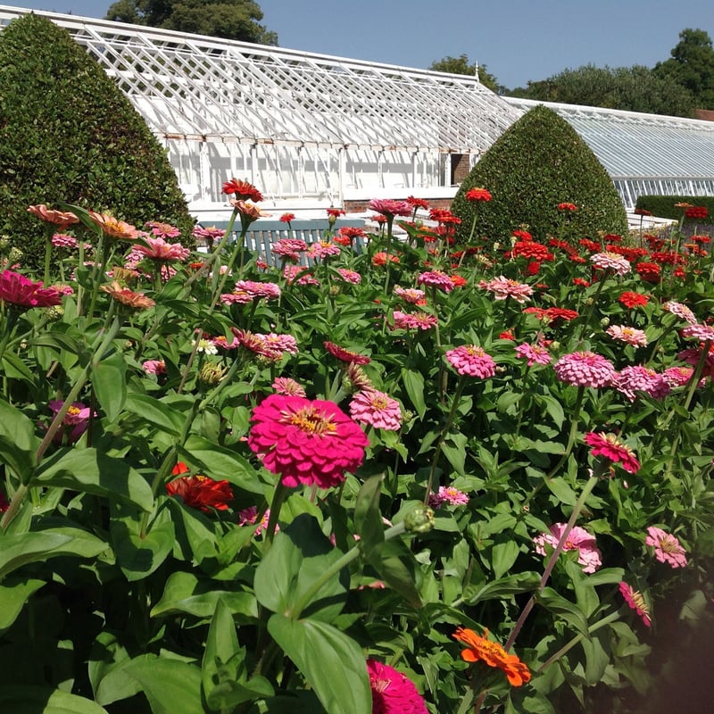 Zinnas in the West Dean Gardens Cutting Garden