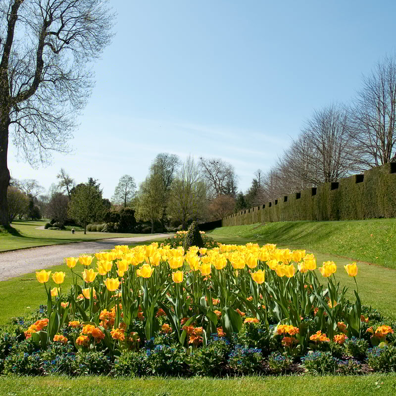 Tulip display at West Dean Gardens