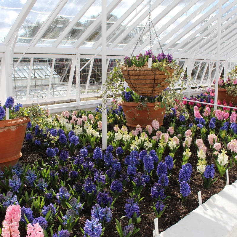 Hyacinths in glasshouse at West Dean Gardens