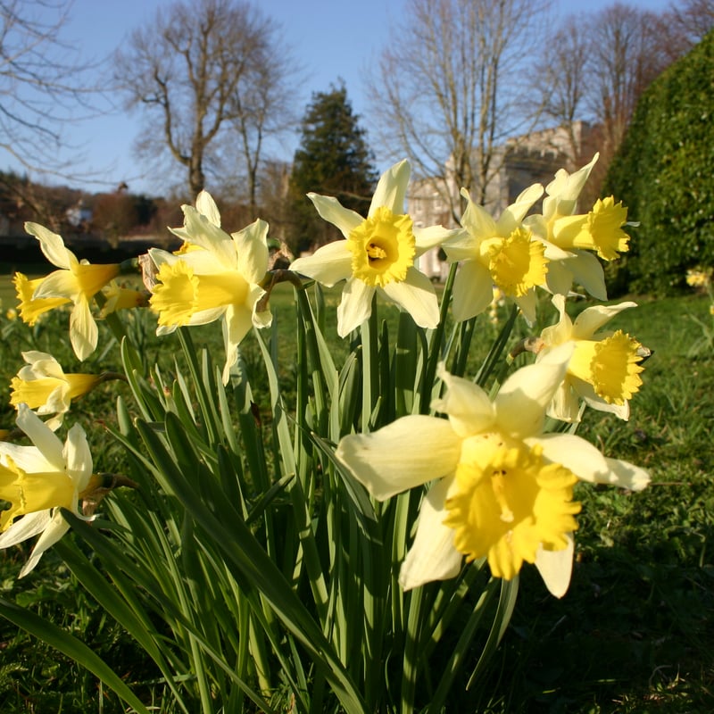 Daffodils in Spring at West Dean Gardens West Dean Gardens