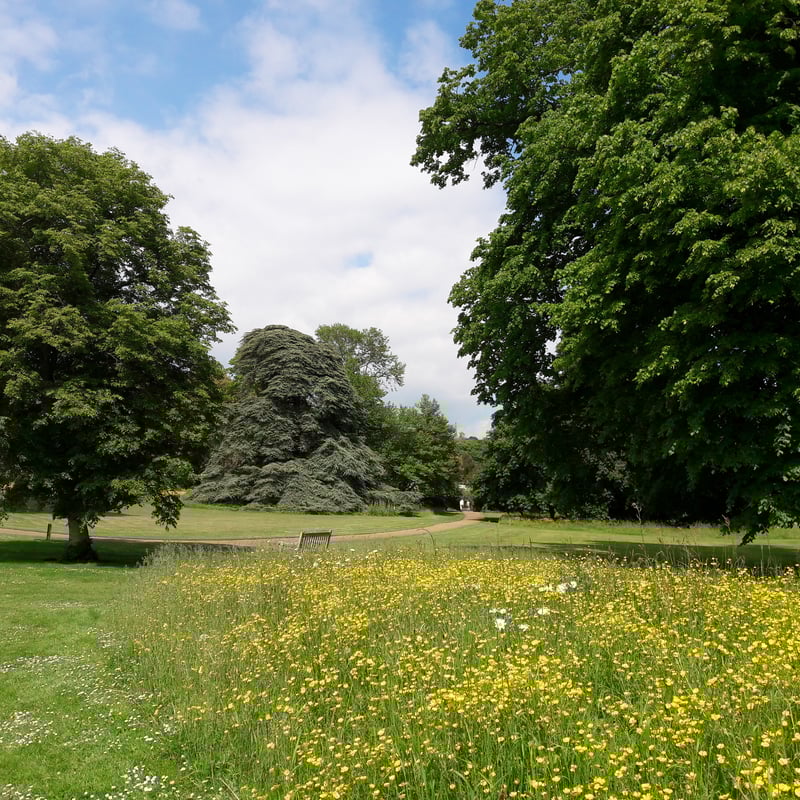 Wildflowers in West Dean Gardens