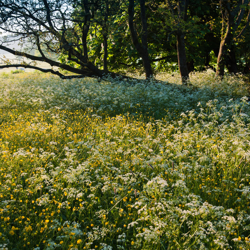 Wild Flowers at West Dean Gardens, West Sussex