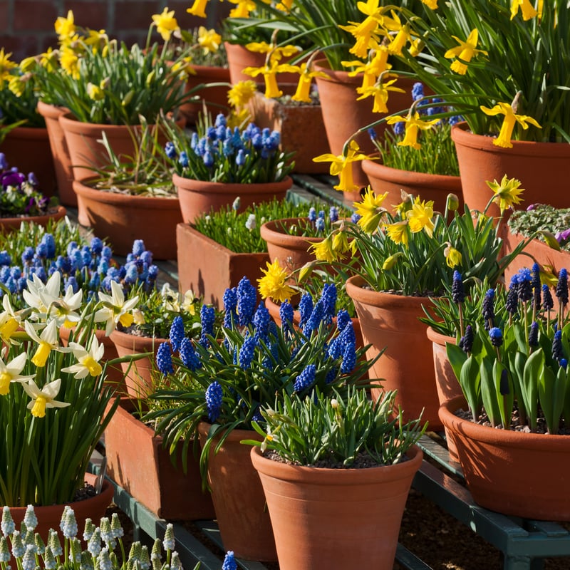 Spring Bulbs at West Dean Gardens