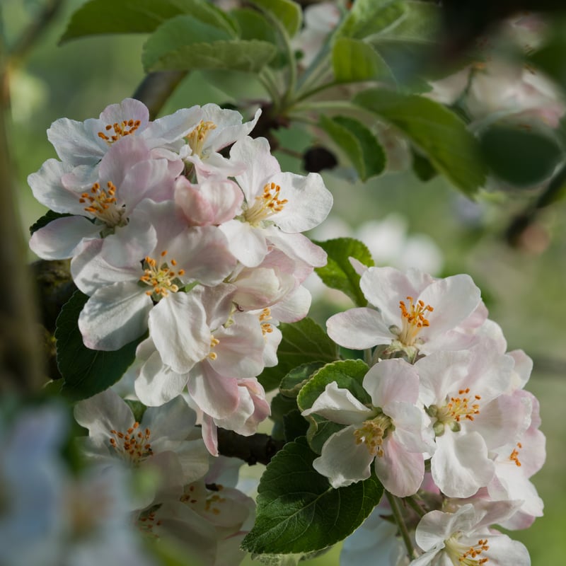 Apple Cox Pamona Blossom at West Dean Gardens