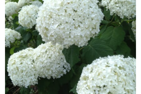 Hydrangeas at West Dean Gardens West Sussex