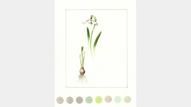Mariella Baldwin - Snowdrop