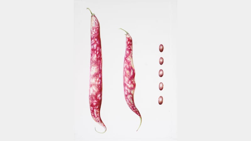 Mariella Baldwin - Borlotti_Bean