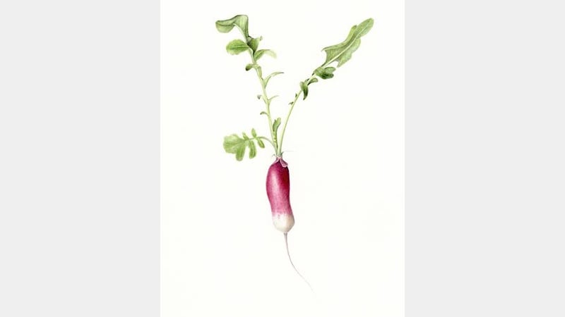 Mariella Baldwin - Radish