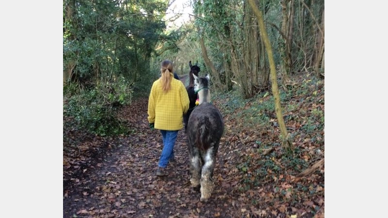 Figure 7: Walking with Alpacas.