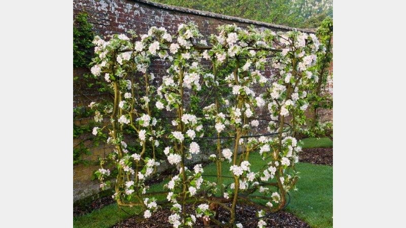 Fruit goblet at West Dean Gardens