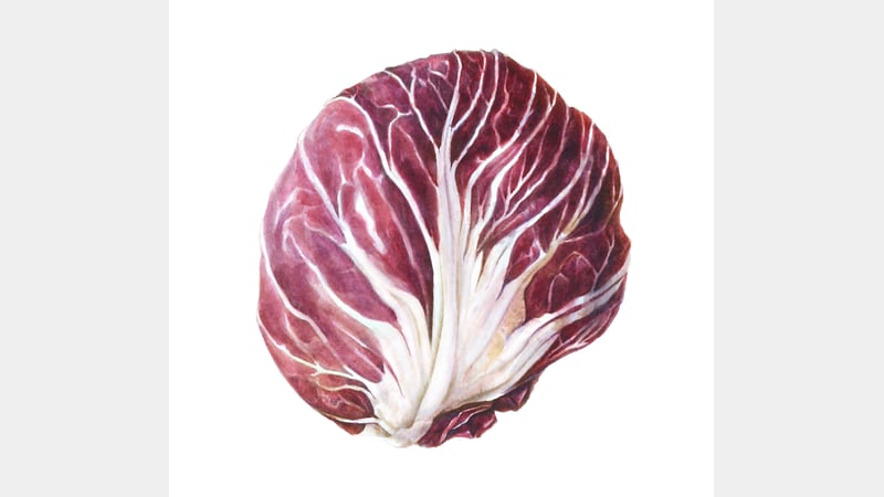 Mariella Baldwin - Radiccio