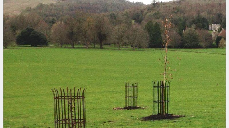 New trees - 5 hornbeams and 5 elm hybrids