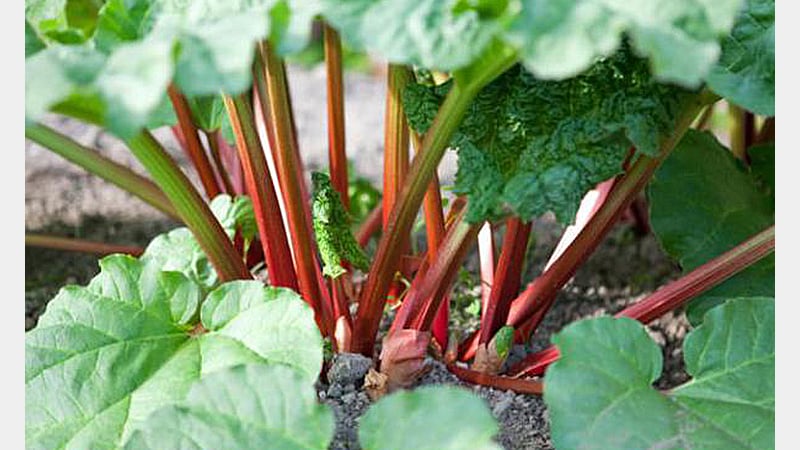 Rhubarb Grown at West Dean Gardens West Sussex